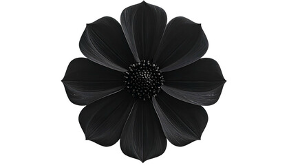 A stunning, perfectly symmetrical black flower with delicate petal details, isolated on black