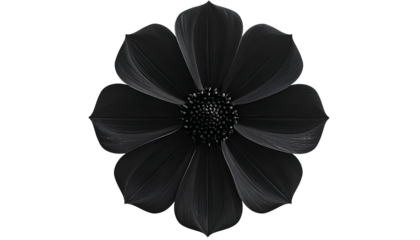 A stunning, perfectly symmetrical black flower with delicate petal details, isolated on black