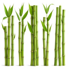 Fototapeta premium Fresh bamboo stems symbolizing growth and harmony high resolution picture