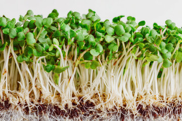 Broccoli microgreens display vibrant green color and delicate texture with visible roots and stems, highlighting freshness and healthy nutrition in close up natural setting