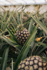 ripe pineapple on the farm