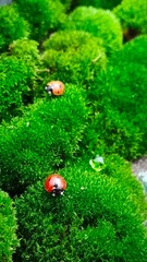 Ladybugs on green moss macro photography