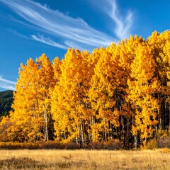 Vibrant autumn trees in a golden display against a clear blue sky