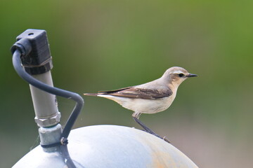Steinschm&auml;tzer (Oenanthe oenanthe) Weibchen in Brandenburg im Fr&uuml;hjahr