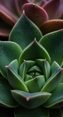Fototapeta premium Detailed macro view showcasing the intricate patterns and fleshy leaves of various vibrant succulent plants thriving in a bright environment ,purple ,plant ,arid