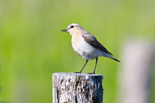 Steinschm&auml;tzer (Oenanthe oenanthe) Weibchen in Brandenburg im Fr&uuml;hjahr