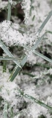 Green grass covered with first snow in early winter
