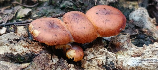 Wild mushrooms growing in forest under natural light