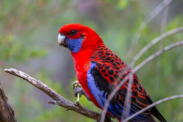 Photograph of an Australian Crimson Rosella Parrot sitting in a tree on a sunny summer day in the Blue Mountains in Australia.