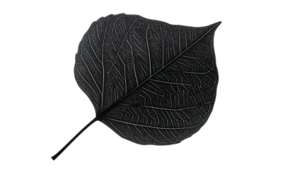 Silhouetted, detailed close-up of a dark, textured leaf against a stark black background