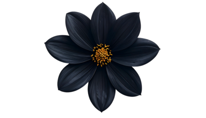 A dark Dahlia, black petals with golden center, against a stark black background