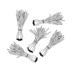 Set of Garlic Bulb Illustrations