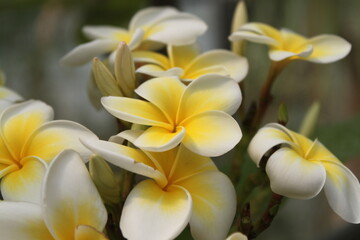fleur de frangipanier