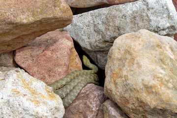 A green snake blends into its rocky environment, a moment of wildlife beauty.