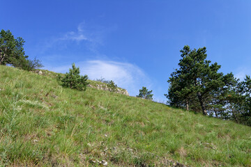 Obraz premium The image depicts a grassy hillside with trees set against a clear blue sky.
