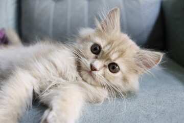 An adorable kitten peeks from a festive basket wrapped in red cloth, symbolizing a warm Christmas gift filled with joy, innocence, and holiday cheer—perfect for seasonal greetings and festive celebrat