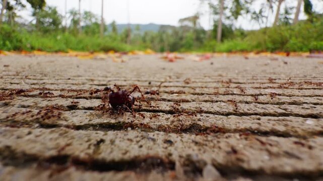 Low Angle View of Swarm of Small Ants Surrounding a Large Ant on Rough Path with Blurred Forest Background suggesting an Insect Interaction Concept