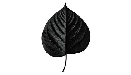 A symmetrical leaf divided into light and dark sides against a stark black backdrop