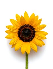Obraz premium Vivid, close-up shot of a bright yellow sunflower against a white background