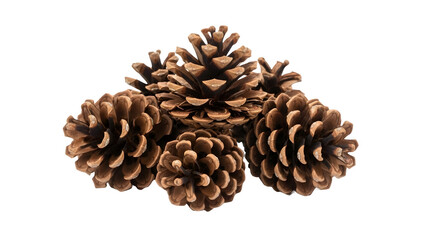 Pine Cones Stacked and Isolated on Transparent Background for Christmas Design
