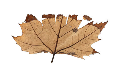 Single dried maple leaf with visible veins isolated on white background.