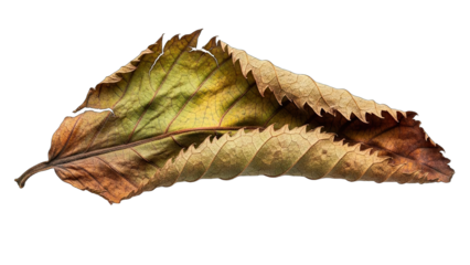 A single dried and curled autumn leaf with intricate textures.