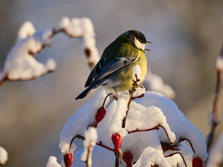 Sikorka w zimowej scenerii  © filozofgrecki