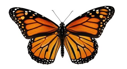Fototapeta premium Vibrant monarch butterfly displaying intricate wing patterns on a clean white canvas