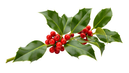 Fresh Holly Branch with Vibrant Red Berries and Glossy Green Leaves: Isolated Transparent Christmas Element