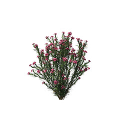 Nerium Oleander Shrub with White Flowers Isolated 3D
