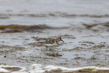 Sanderling (Calidris alba), migratory shorebird common on sandy beaches worldwide
