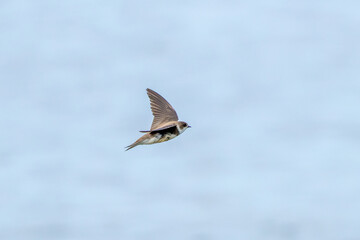 Sand Martin (Riparia riparia), migratory swallow common near water bodies in Holarctic