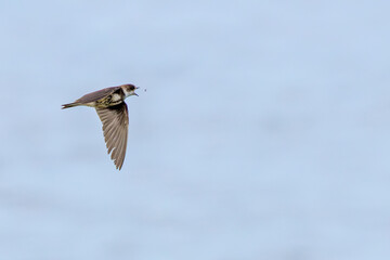 Sand Martin (Riparia riparia), migratory swallow common near water bodies in Holarctic