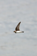 Fototapeta premium Sand Martin (Riparia riparia), migratory swallow common near water bodies in Holarctic
