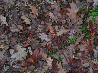 Suelo del bosque cubierto por una alfombra de hojas de roble secas y brotes verdes de hierba en otoño