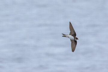 Sand Martin (Riparia riparia), migratory swallow common near water bodies in Holarctic