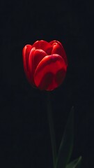 Single red rose against a dark background