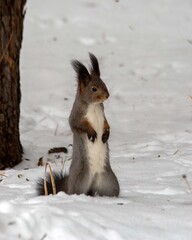 A fluffy gray squirrel sits in the snow in winter. Wild life.