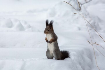 A funny gray squirrel sits in the snow in winter. Animals in the wild.