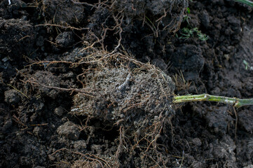 A heavy root ball on a tomato plant is full of compost