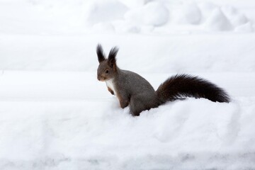 A fluffy grey squirrel in a winter fur coat on the snow.