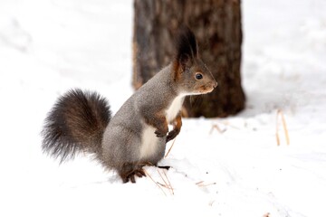 A funny gray squirrel sits in the snow in winter. Animals in the wild.