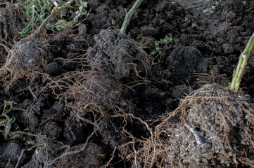A heavy root ball on a tomato plant is full of compost