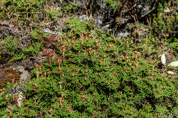 Tasmania native fern spreading across forest floor with detailed fronds and fertile tips, representing Australian flora, biodiversity, ground vegetation and wild plant habitats.