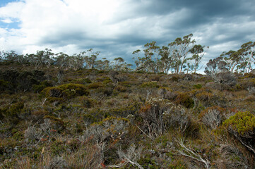 Native Tasmanian bush with eucalyptus trees and low scrub under dark overcast sky, representing Australian wilderness, environmental background and dramatic weather conditions.