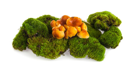 Mushrooms in moss isolated on white background.