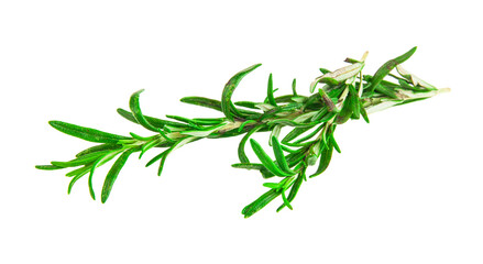 Rosemary isolated on white background.