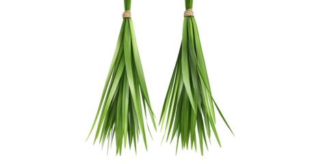 Two bunches of long green grass tied with twine hanging down isolated on a transparent background long grass
