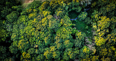 Top down aerial view of dense green forest canopy with natural textures and patterns. Overhead drone photography showing lush trees, organic shapes and untouched natural landscape.  © Francois Quartiers
