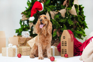 Three dogs of different breeds standing on wooden steps in a park, showcasing their unique features and playful demeanor in a natural outdoor setting